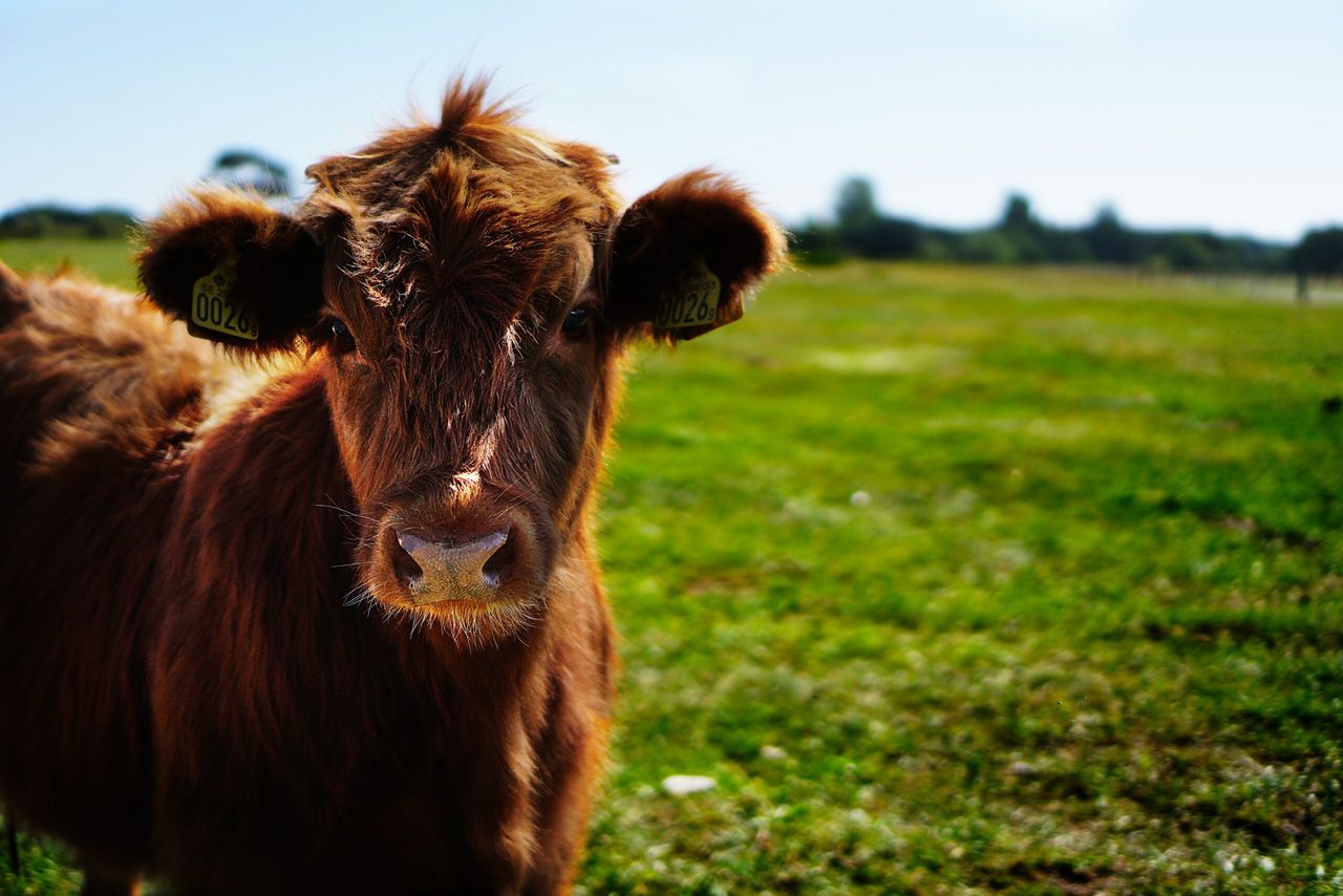 Lower emissions from cattle manure than previously thought - new research