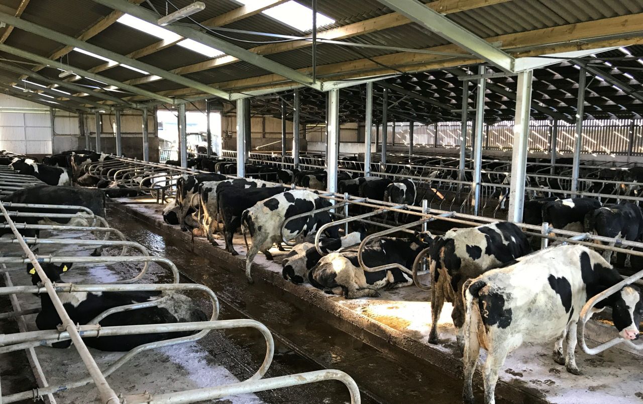 Where are Ireland's 350,000 extra dairy cows?
