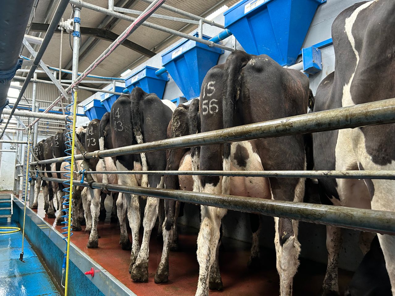 Preventing mastitis as cows hit peak milk production