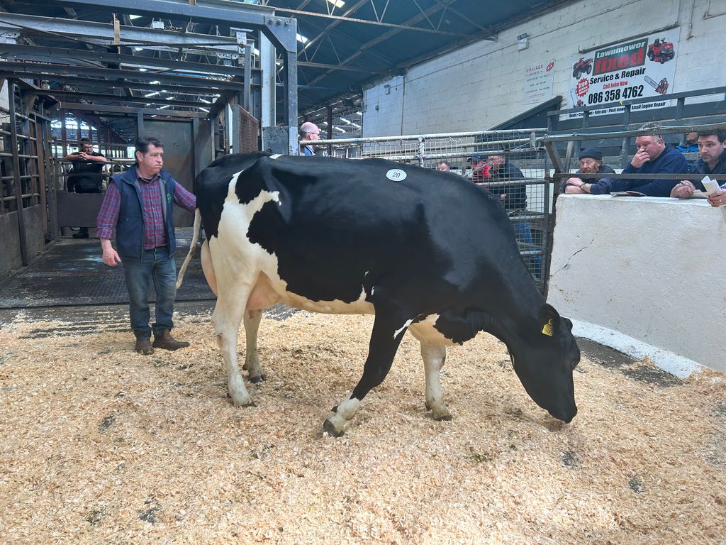 Lot 20: Cannontown Reginald Laridee sold for 3,000gns