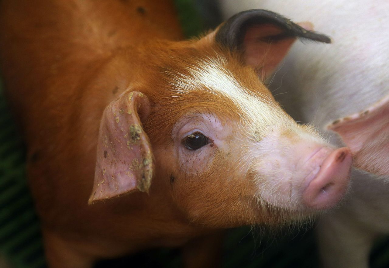 The future of Northern Ireland’s pig industry is in doubt - UFU