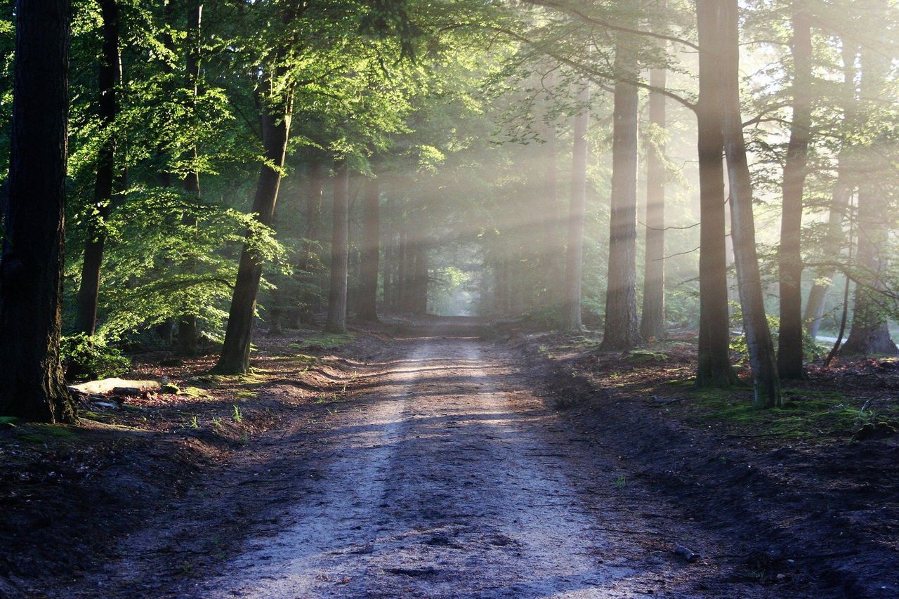 World Wildlife Day 2021: This year's theme centres around the importance of forestry