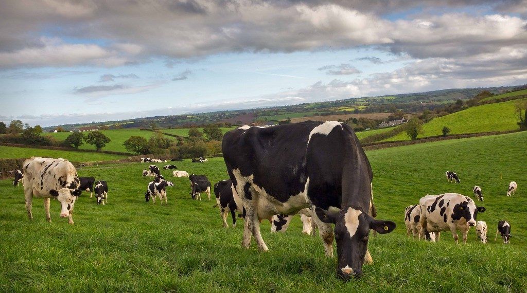Strategies to increase the length of grazing season for spring and autumn-calving cows
