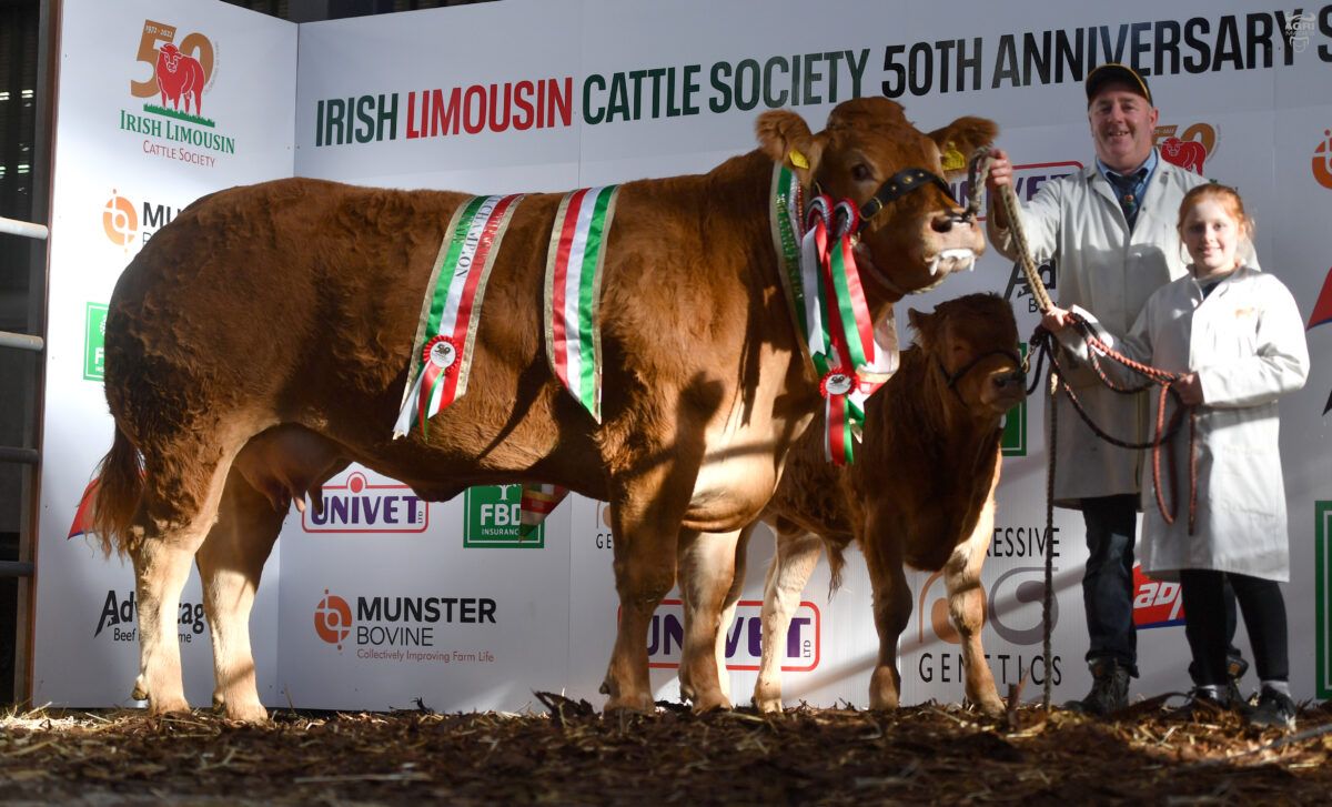 Results: Limousin society's 50th anniversary show and sale