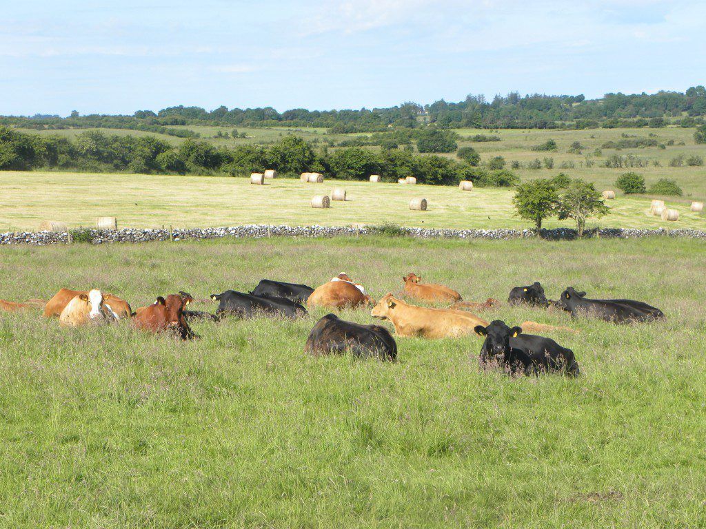 Farmers urged to correct BISS applications before penalties apply