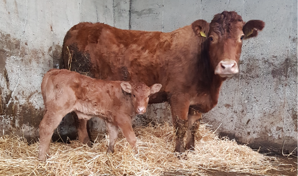 Calving the suckler cow successfully