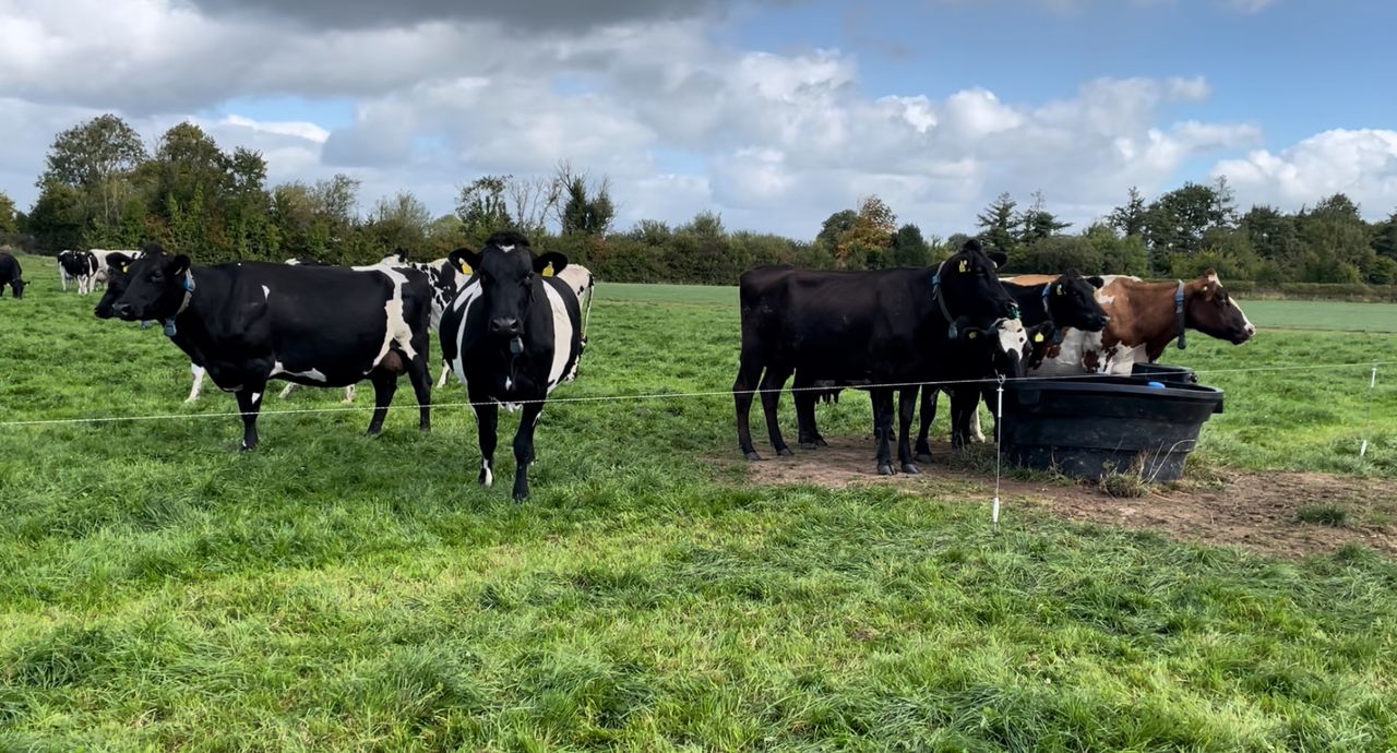 Costs on dairy farms up 12c/L in past 4 years - Shalloo