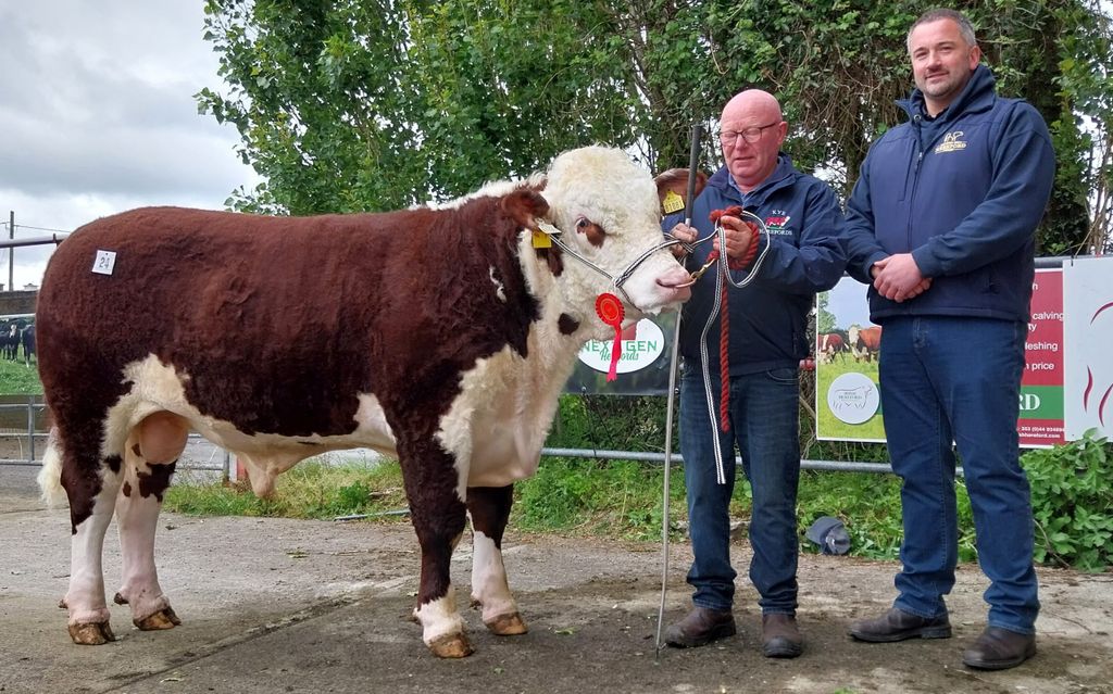 Kye Buddy 081 HH with breeder Padraig McGrath and Tennyson Egar from Irish Hereford Prime