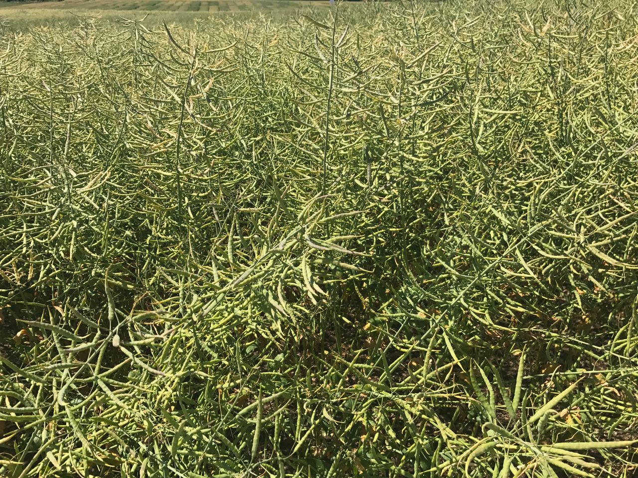 Growers should check for disease levels in rape and cereal crops