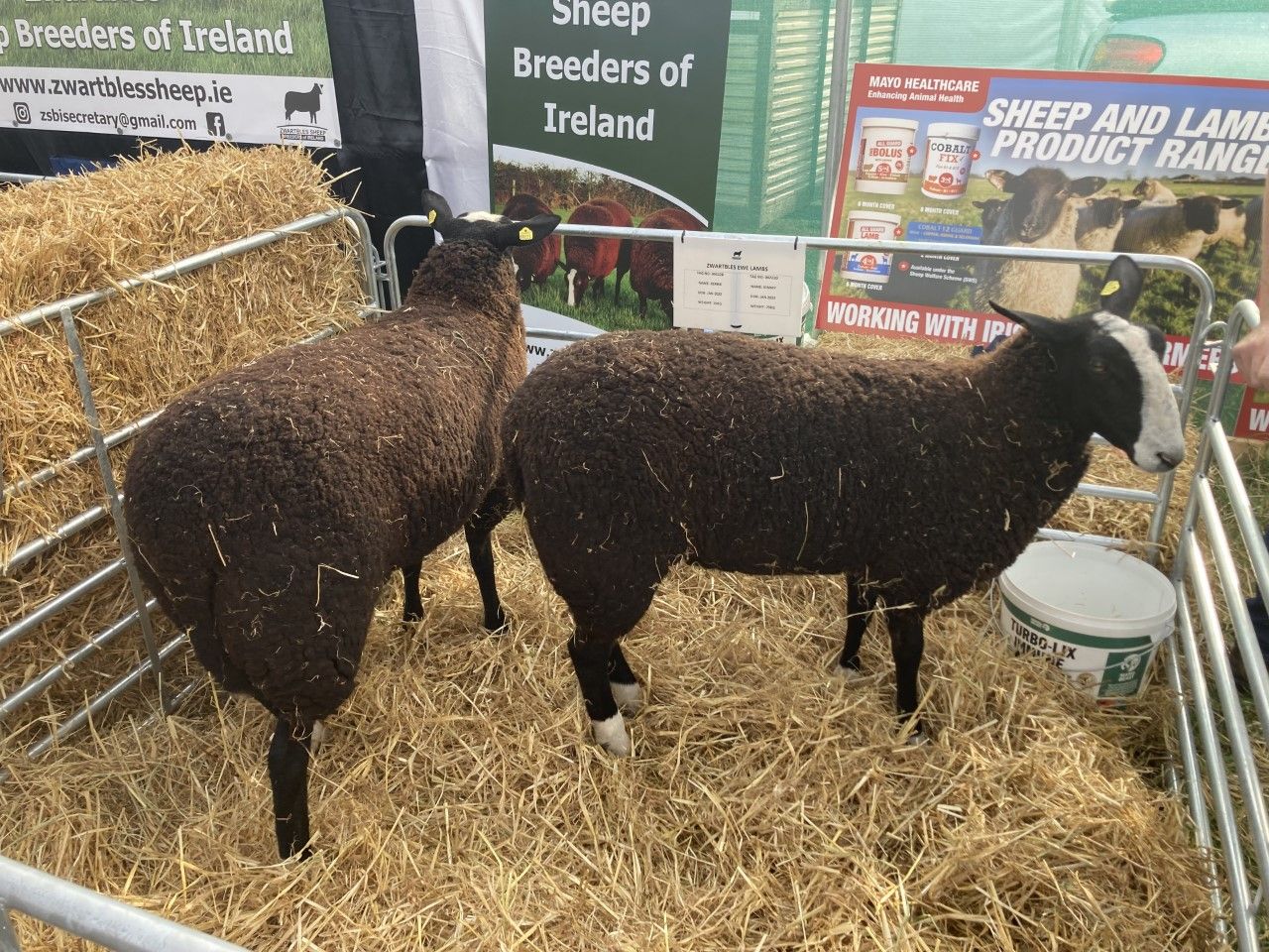 Zwartbles Sheep Breeders of Ireland launch at Ploughing 2022