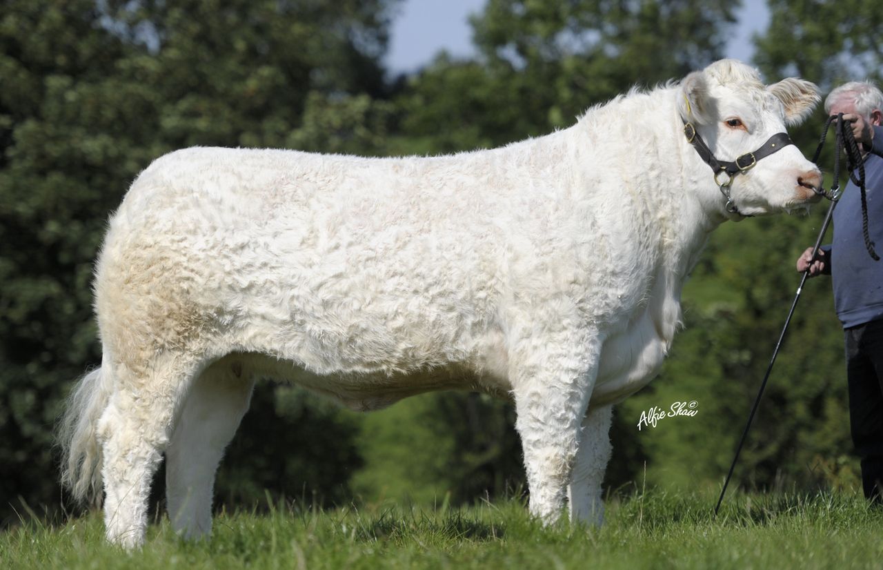 Dispersal sale announced for well-known NI Charolais herd