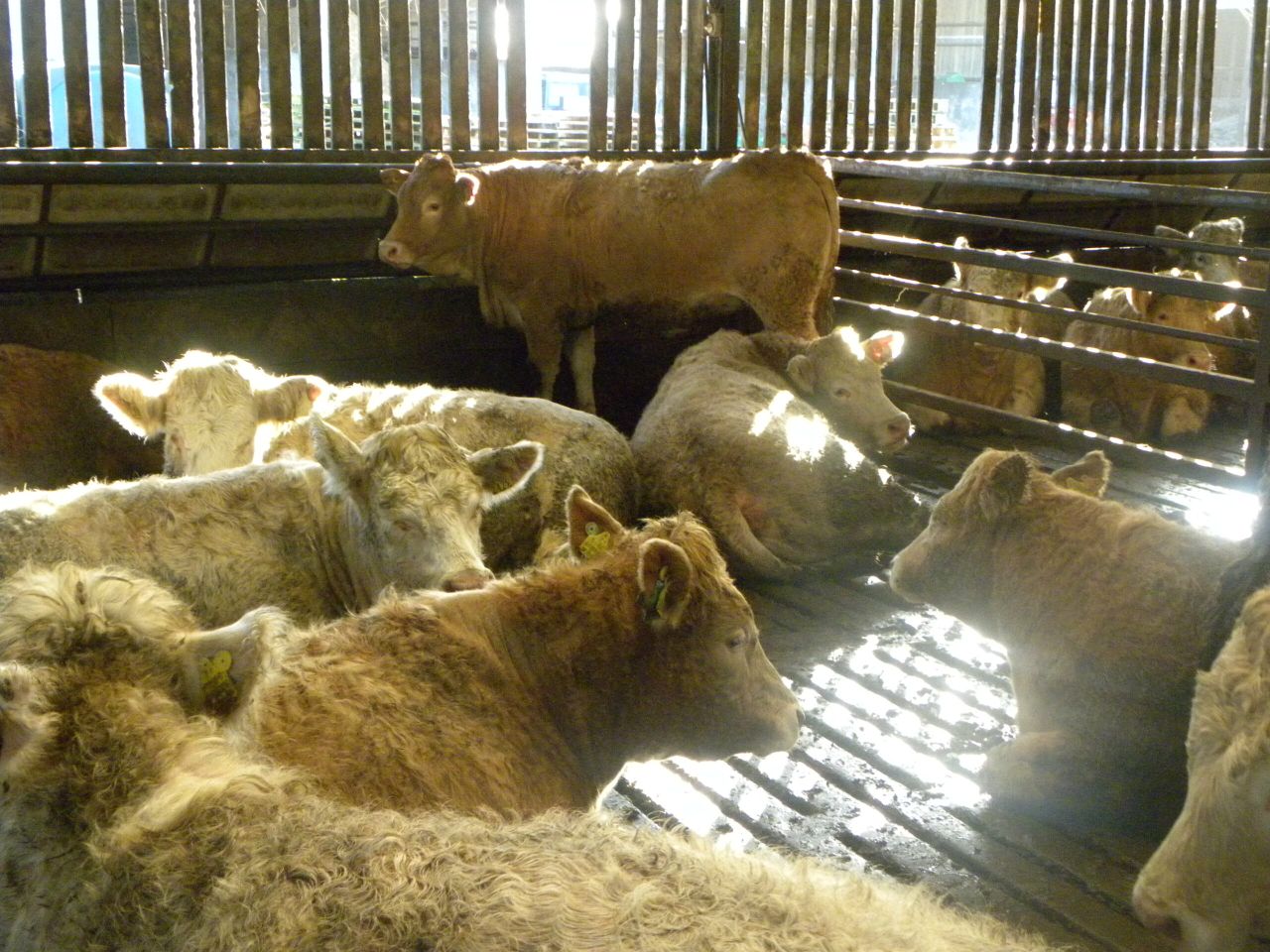 ASDA happy to take bulls up to 450kg -ICSA