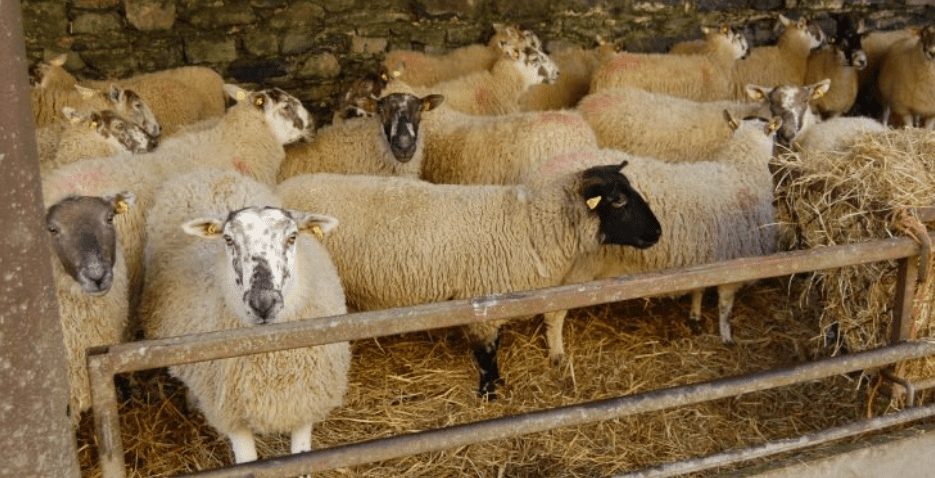 How much concentrates should I feed with my silage? 