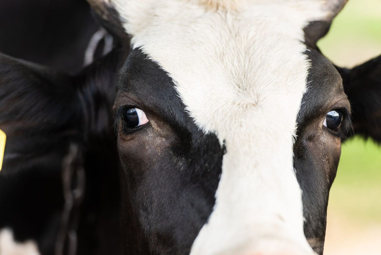 Farmers seek for 'hopelessly out of date' TB ceilings to be scrapped