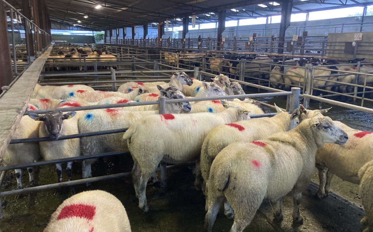 Hogget trade winds down with little to cheer about