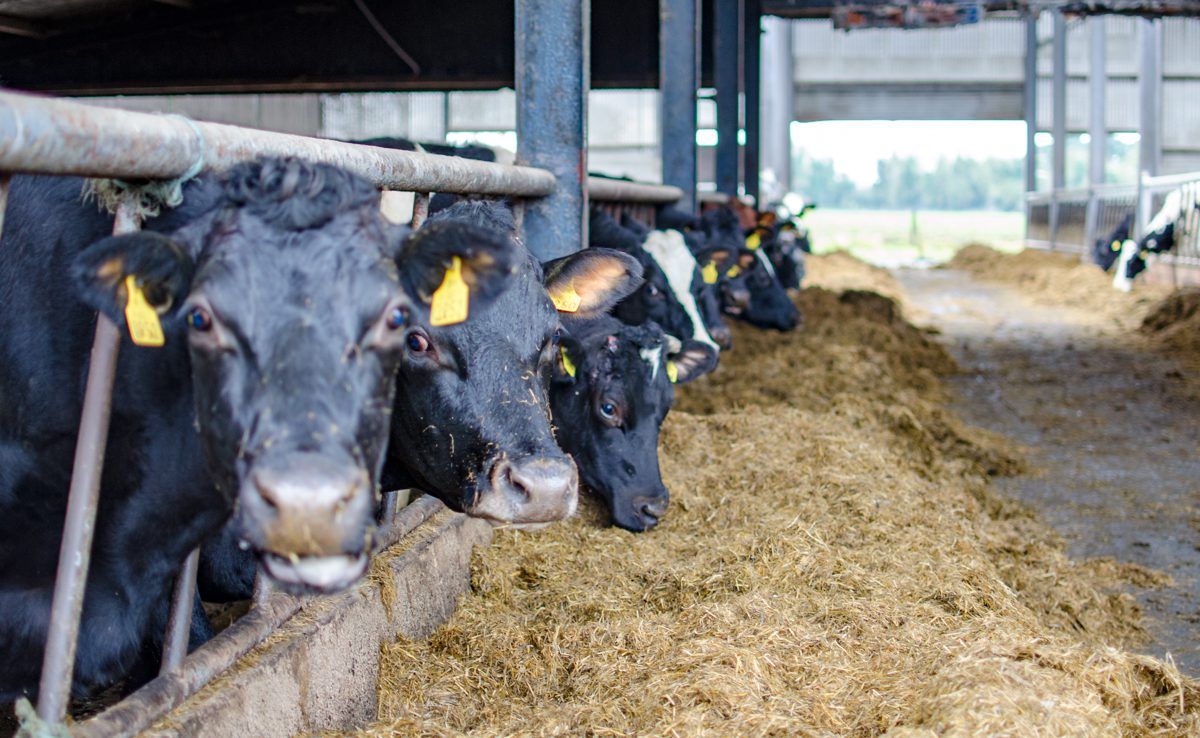 Breed packs announced for the 2020 Gene Ireland programme