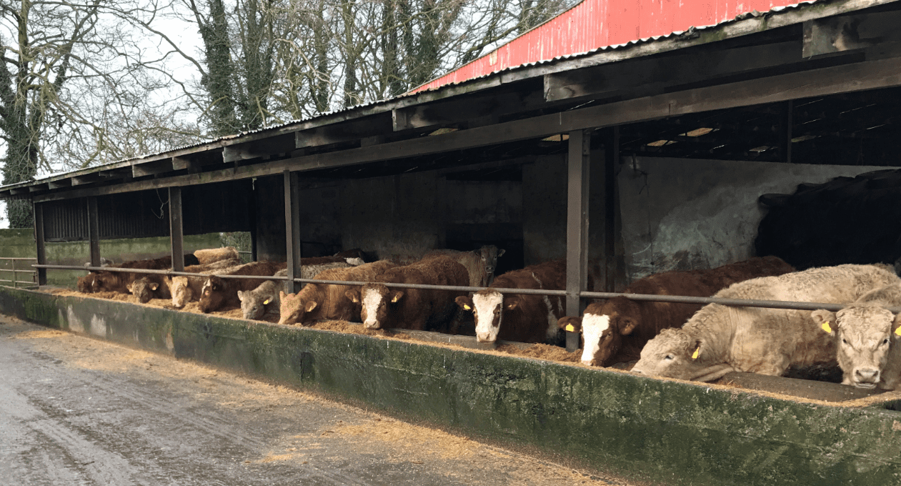 Beef kill from CFUs increased by 9,000 head last month