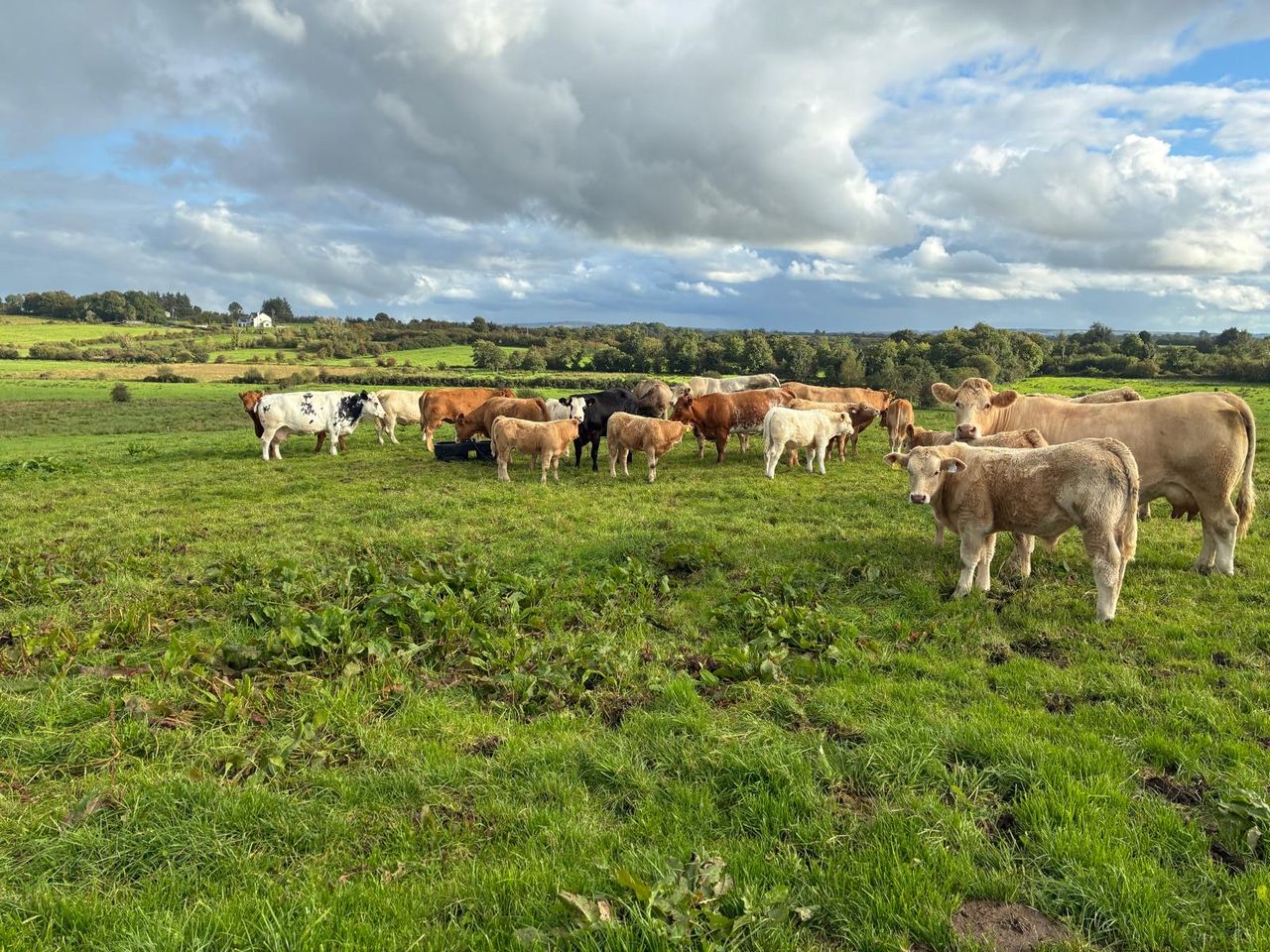 Solar-powered meal feeder in action at grass on Sligo beef farm