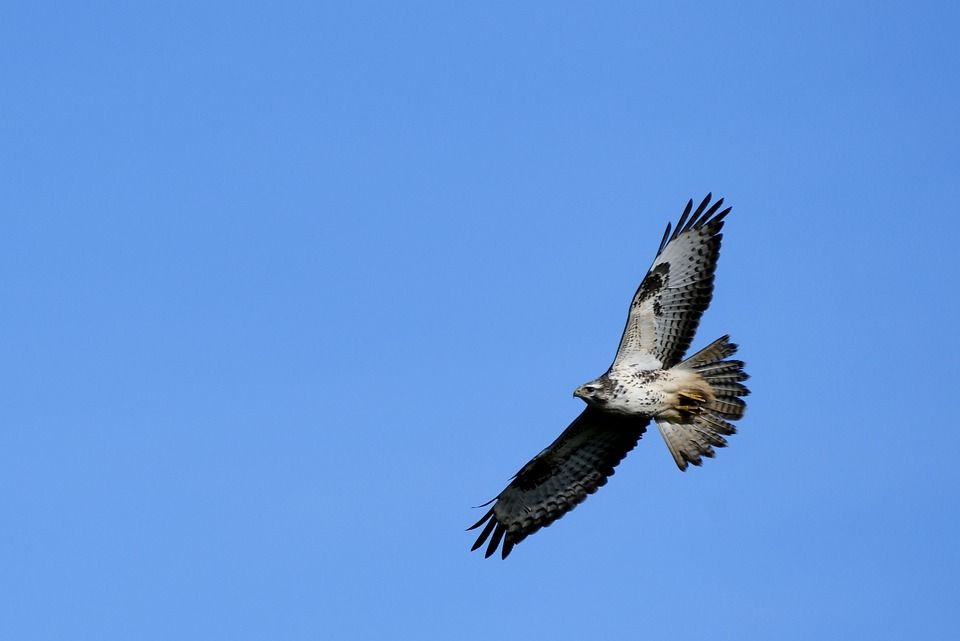 Bird flu virus detected in a buzzard in Galway