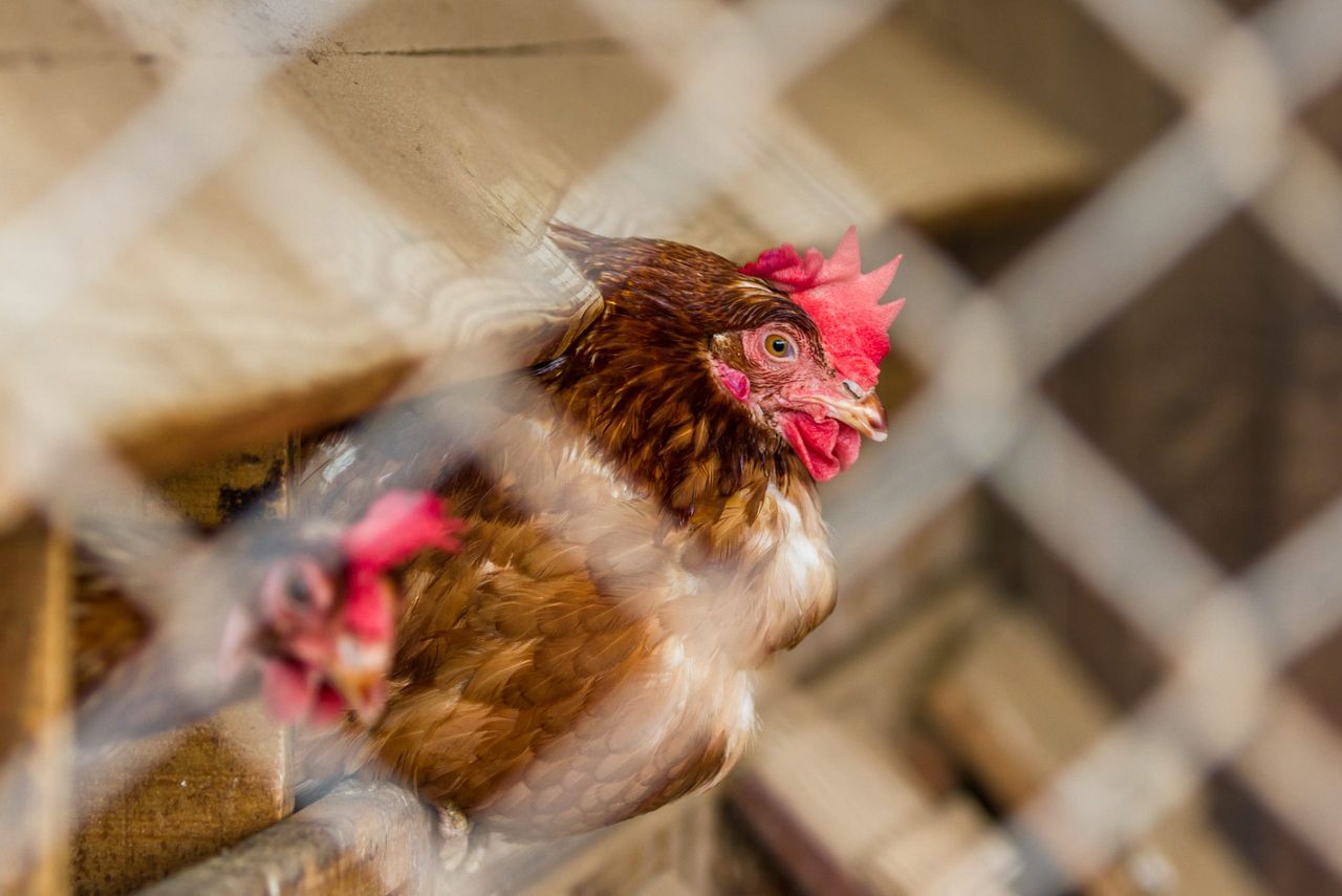 Heydon: 'We stand ready to support our poultry sector'
