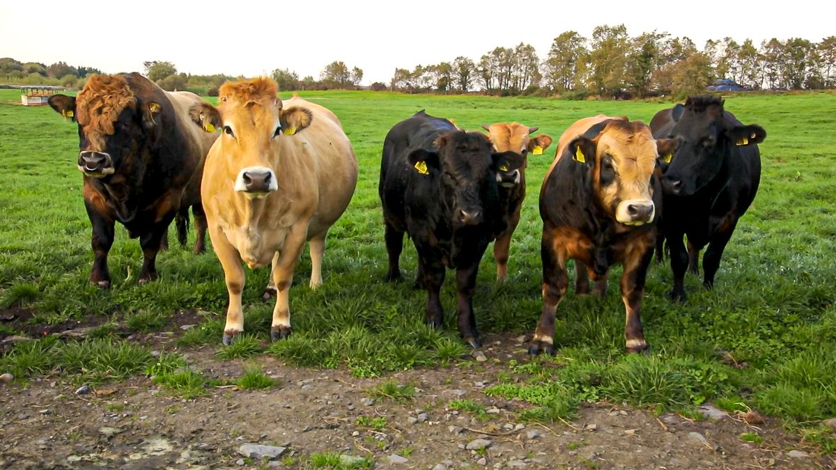 Could a 'Meat Tax' be on the cards in the UK?