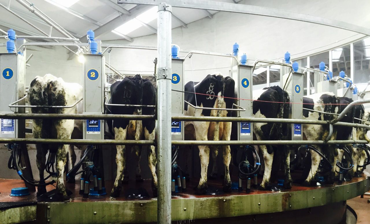 UK dairy processors struggle to find markets for extra milk and cheese