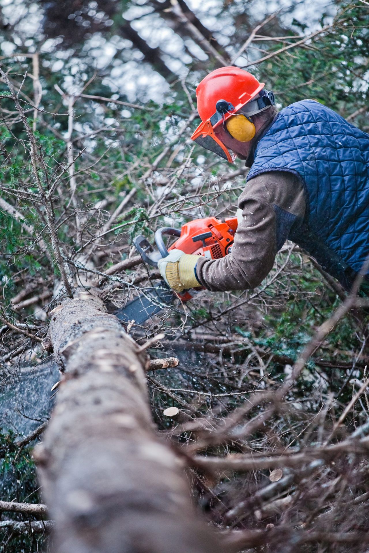 Next forest harvesting machinery grant round opens