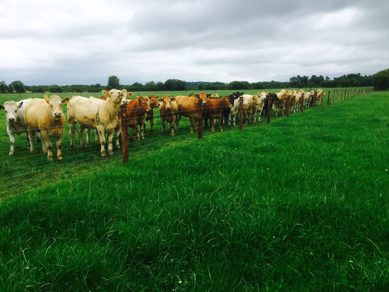 Irish heifer prices continue to close the gap on those on offer across the UK
