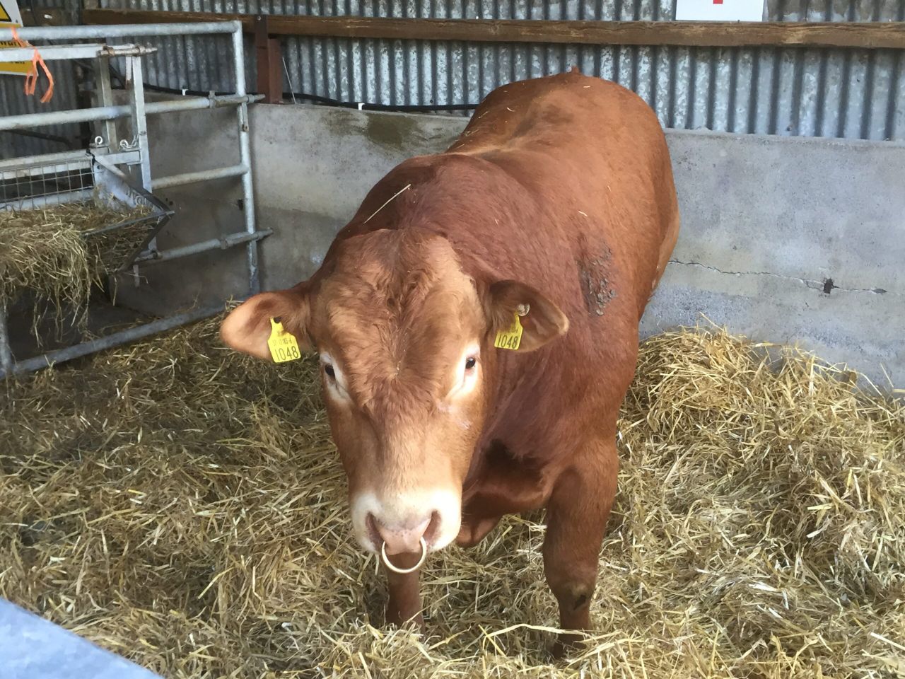 Beef cattle supplies remain tight with little change in prime throughput