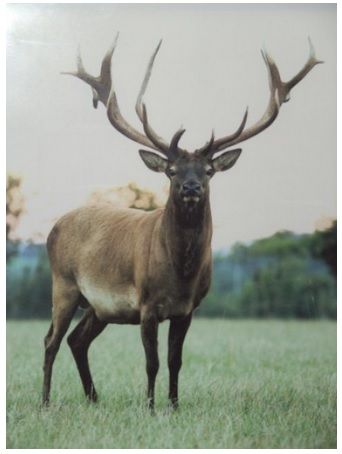 18% of deer removed from farms in Wicklow test positive for TB