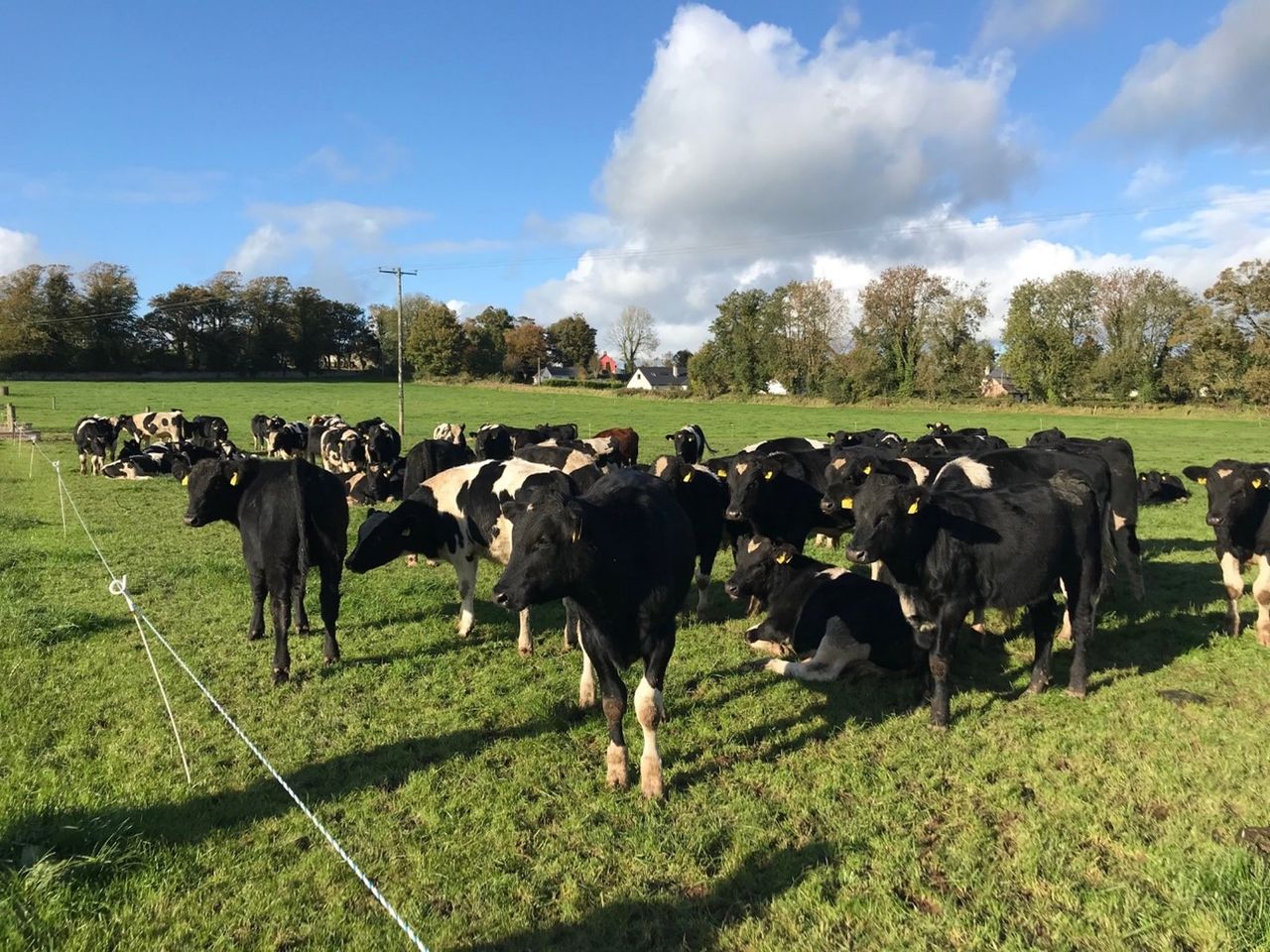 Teagasc Green Acres farmer outlines system in ‘Beef Edge Masterclass’ podcast