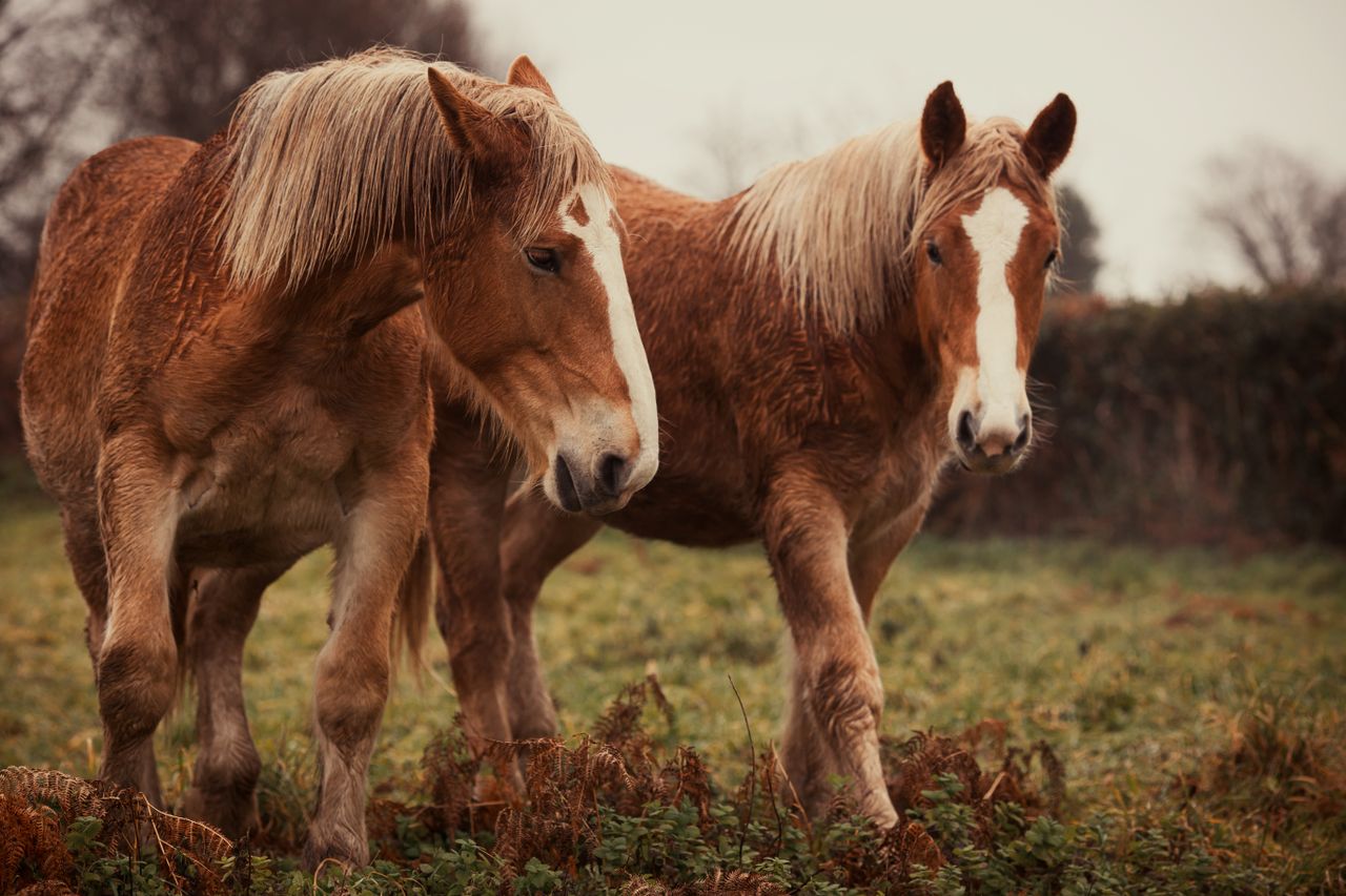 Traceability action plan progress shows ‘commitment to the Irish equine sector’