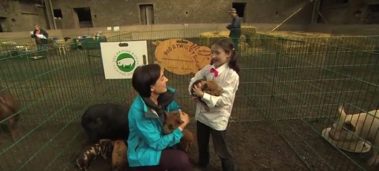 Video: Pigs and a playschool on a dairy farm feature on Ear to the Ground