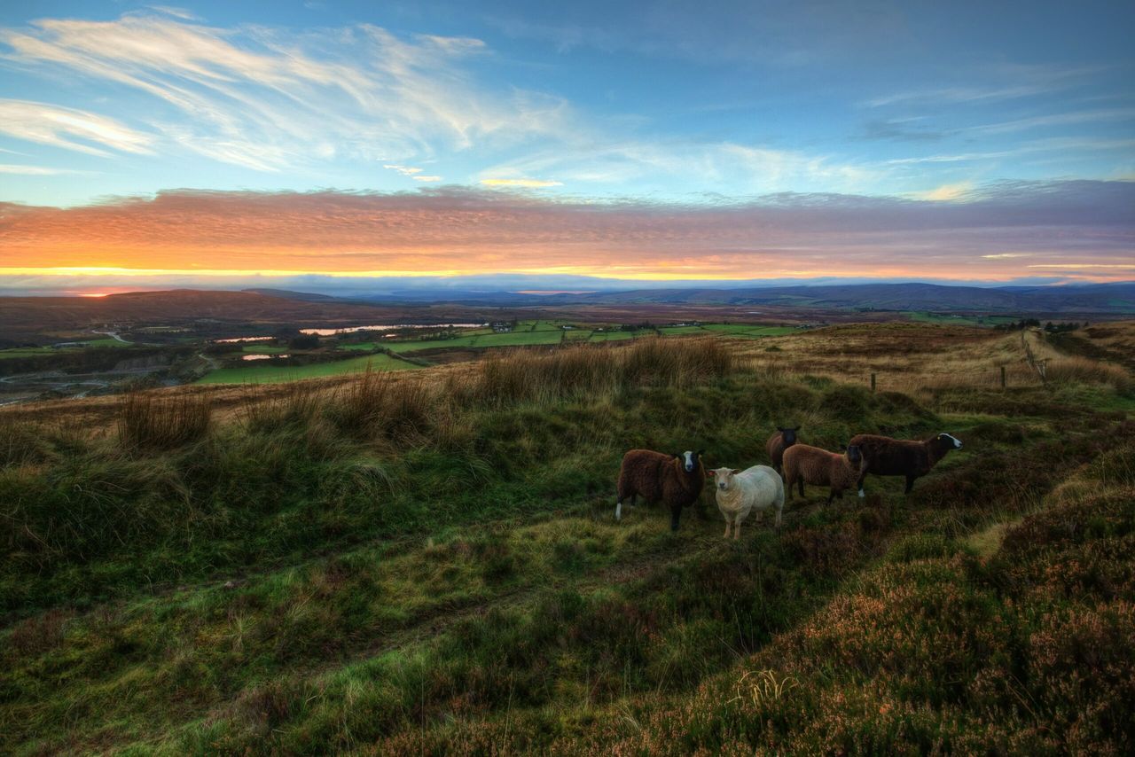 Brexit: State aid measures to help farmers 'diversify'
