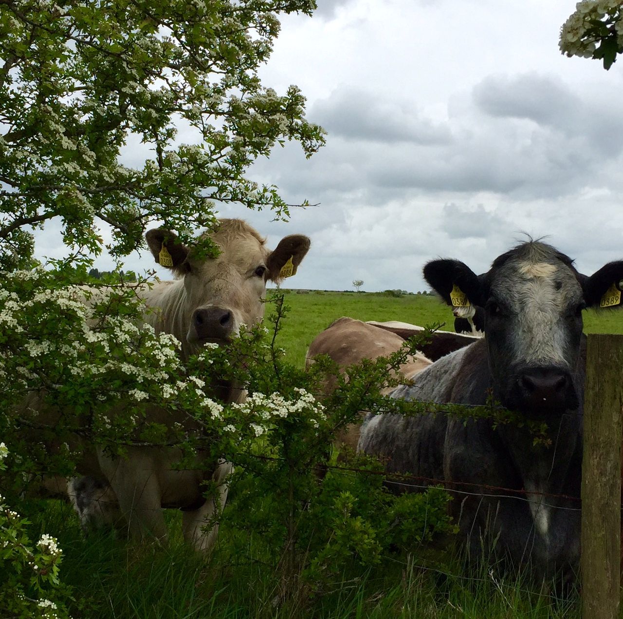 'Climate plan must support Ireland’s grass-fed production model' - ICOS
