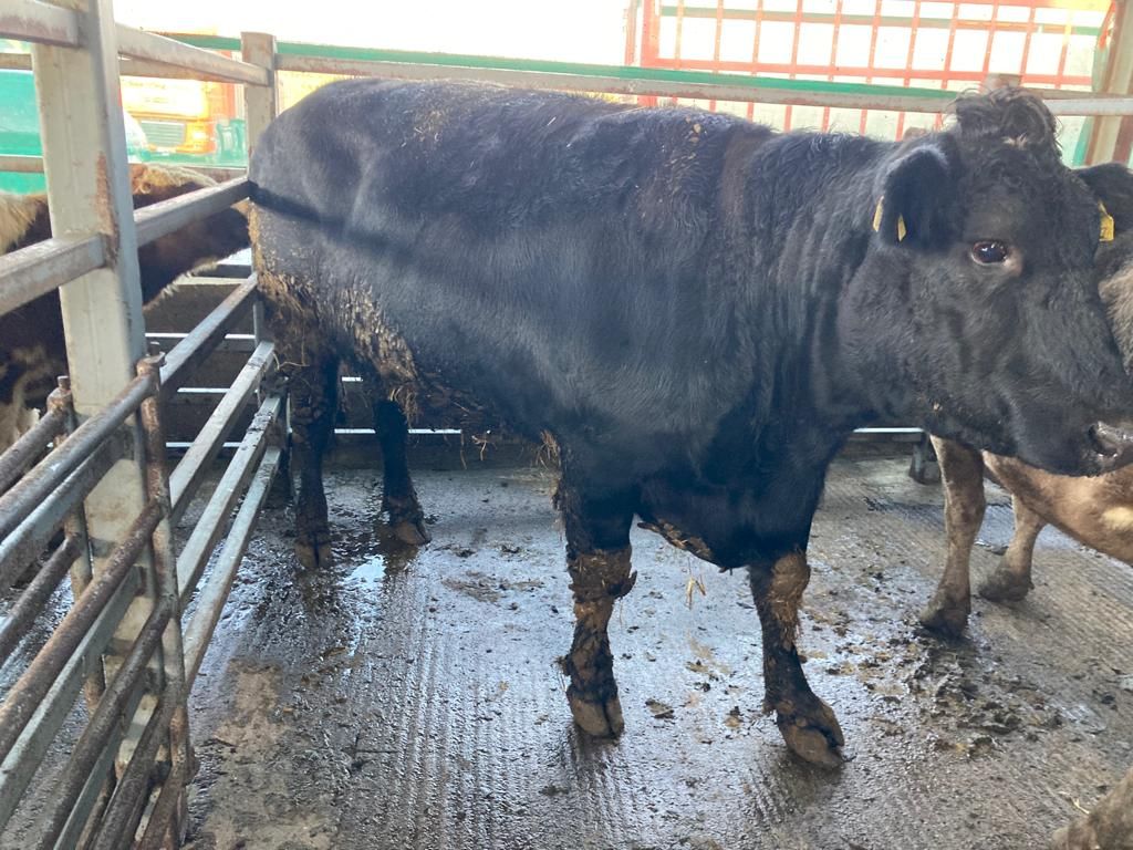 First cattle sale of 2022 'off to a flyer' at Carnew Mart