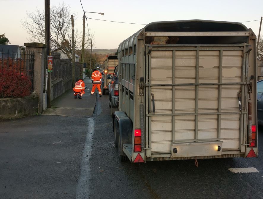 Gardaí rein in non-compliant cattle trailers