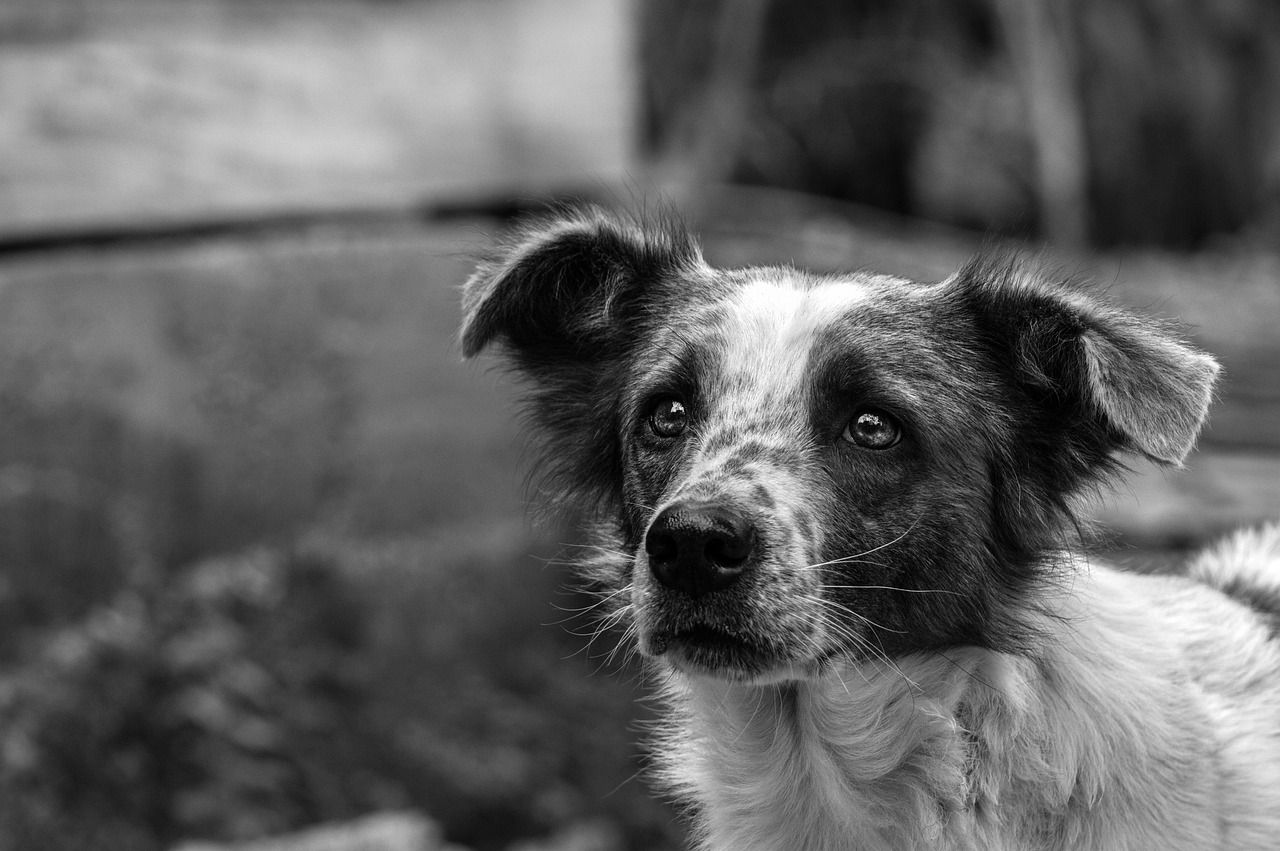 ISPCA warns about dog control during lambing season