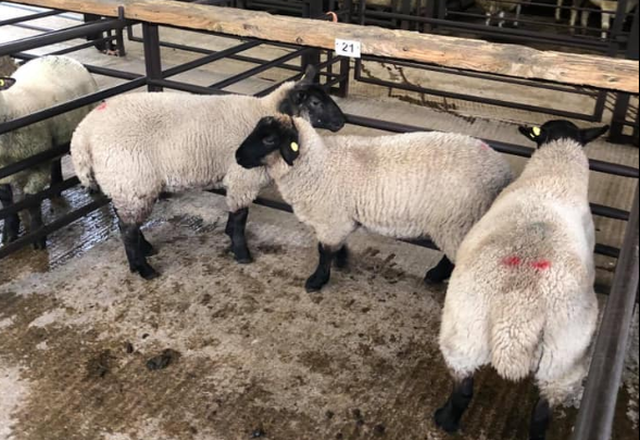 Sheep trade: No major change in quotes, as hogget supplies tighten further