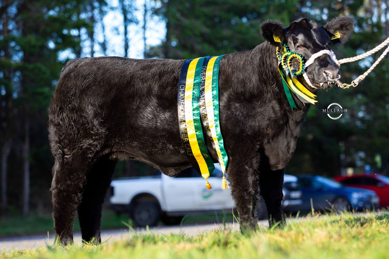Back-to-back championships for Drumhill herd at NI Angus calf show