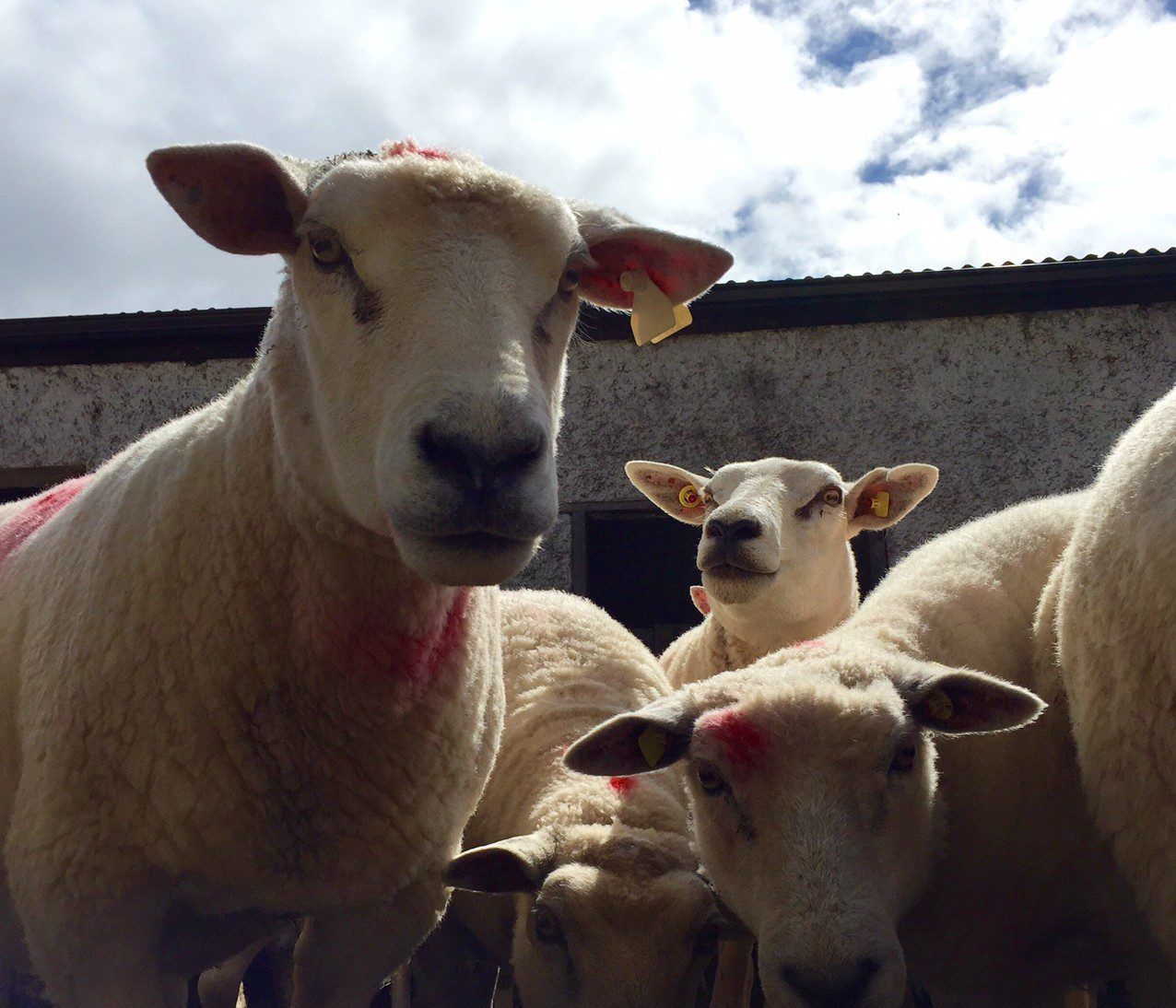Sheep kill back 5,000 head - Weekly kill back 2%