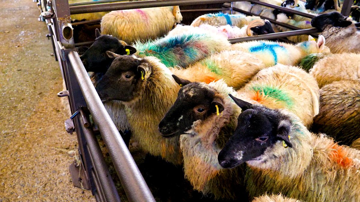 Sheep kill: Throughput to date surpasses 700,000 head