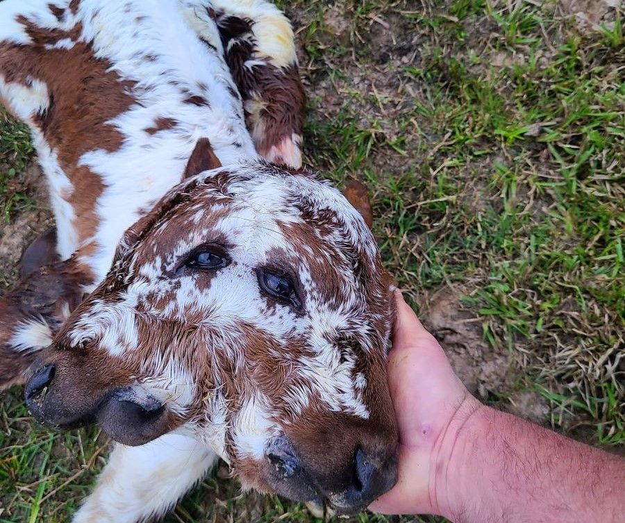 'Time will tell' fate of two-headed calf born in the US