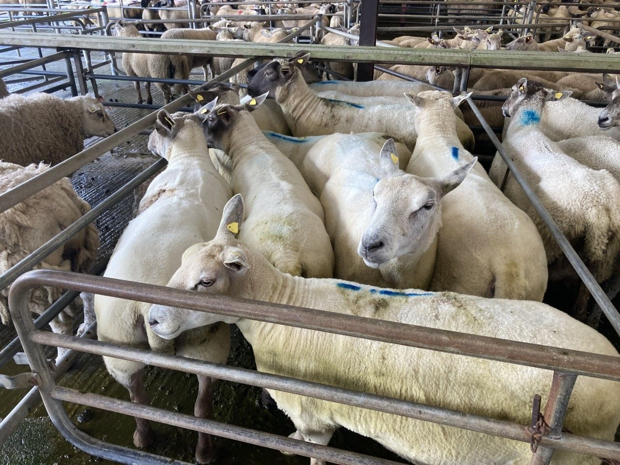 Sheep trade: Ewe and lamb quotes take a hit