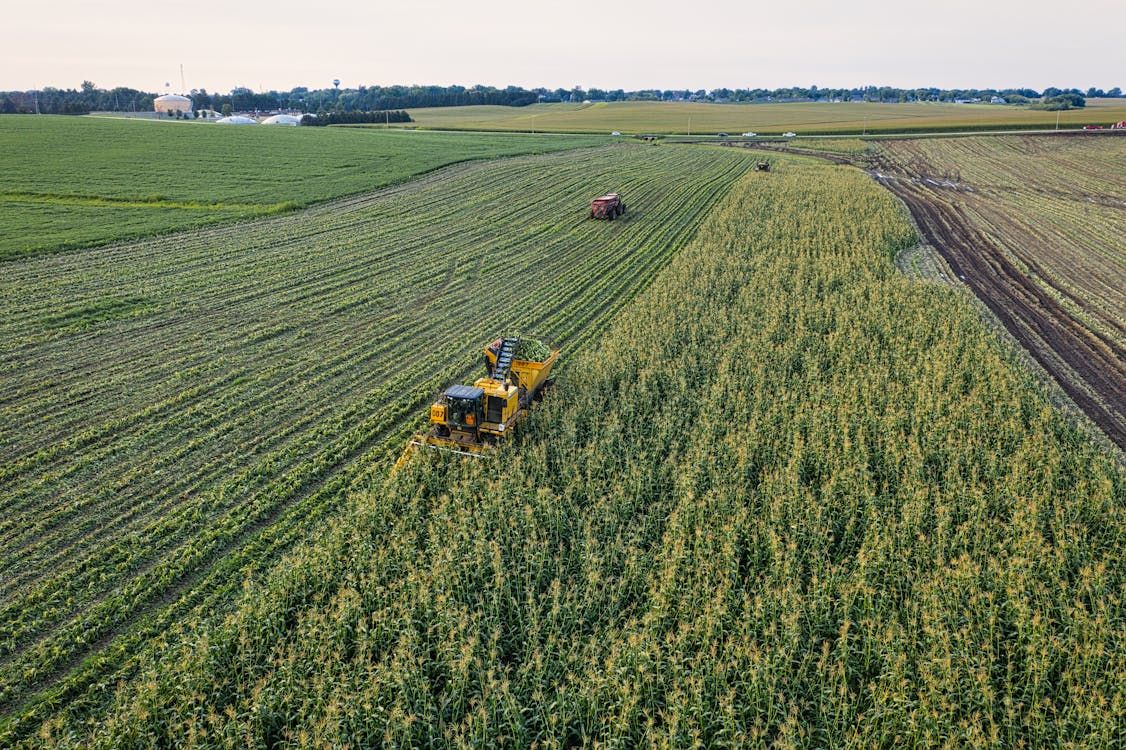 Blackleg outbreaks linked to on-farm earthworks