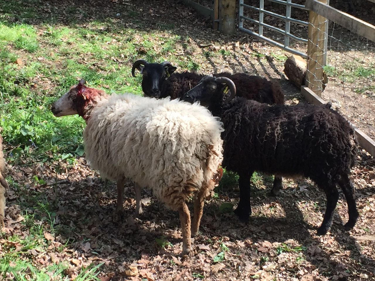 UK teens arrested for throwing stones at sheep