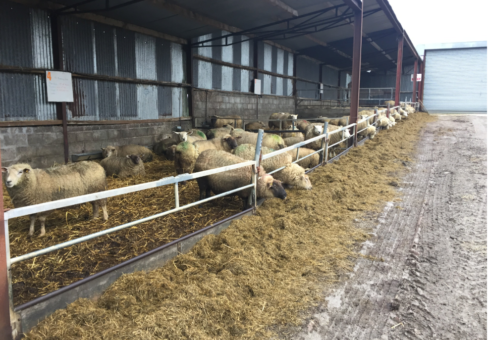 Sheep conference: The importance of good-quality silage