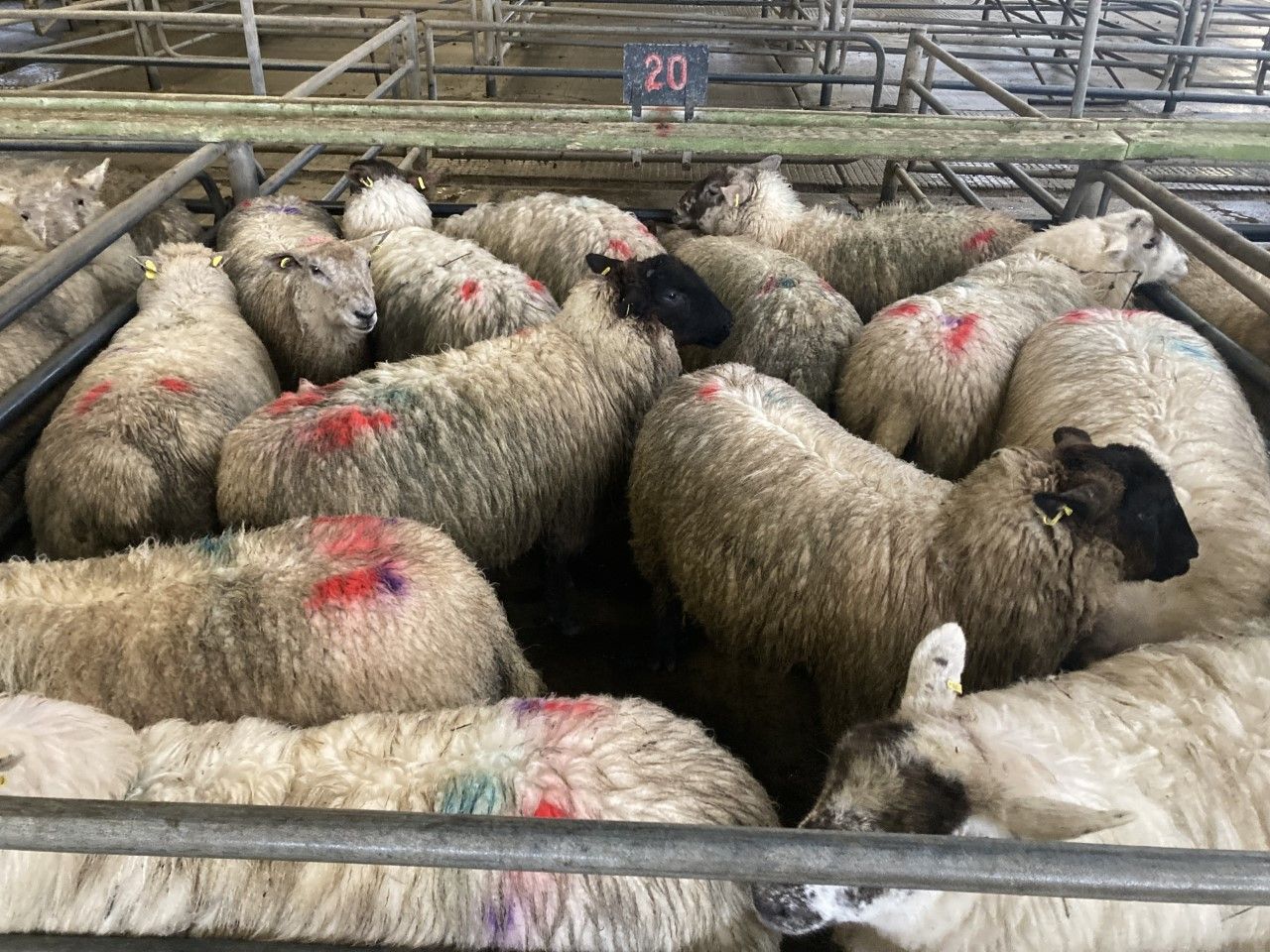 Sheep kill: Over 24,500 more sheep processed compared to this time last year