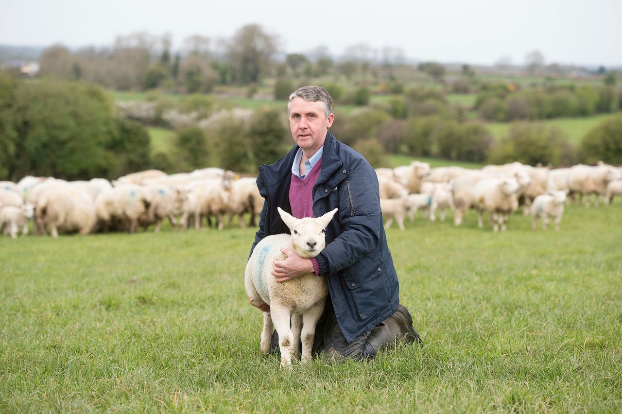 Supervalu predicts spring lamb sales in 2017 to equal €17m