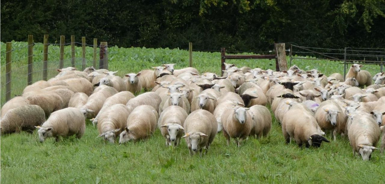 Showcase of New Zealand breed of 'elite maternal' sheep in Meath